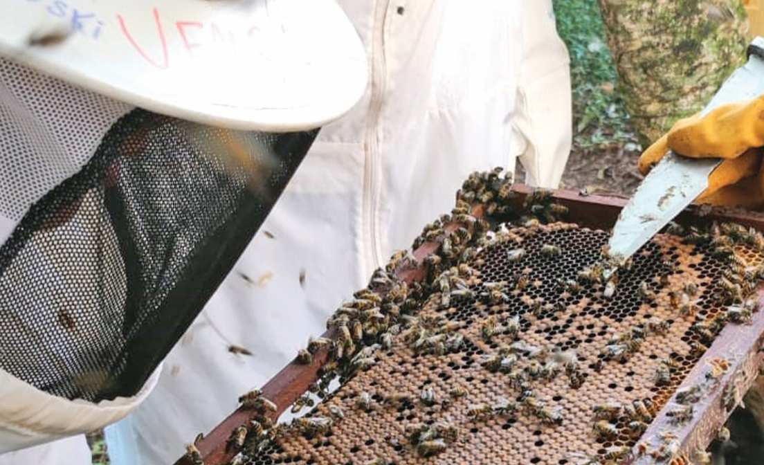 Acidentes com abelhas podem ser mais letais que picadas de cobra ou escorpião, aponta especialista