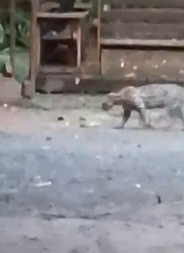 Vídeo: Jaguatirica passeia por balneário de Bonito