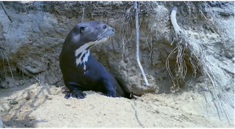 Ariranhas e bagres gigantes ganham maior proteção após medidas aprovadas na COP-15