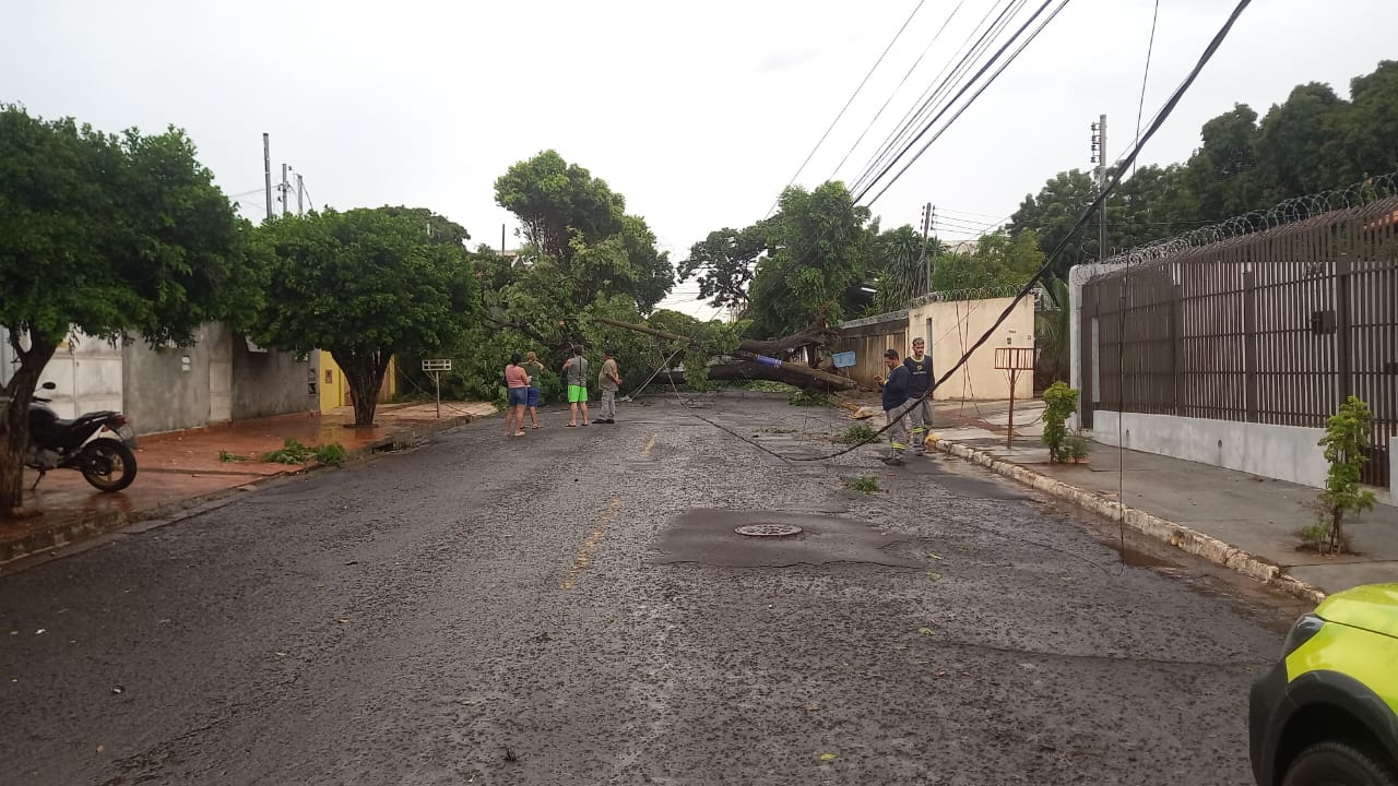 Temporal derruba árvores e bloqueia vias em Campo Grande