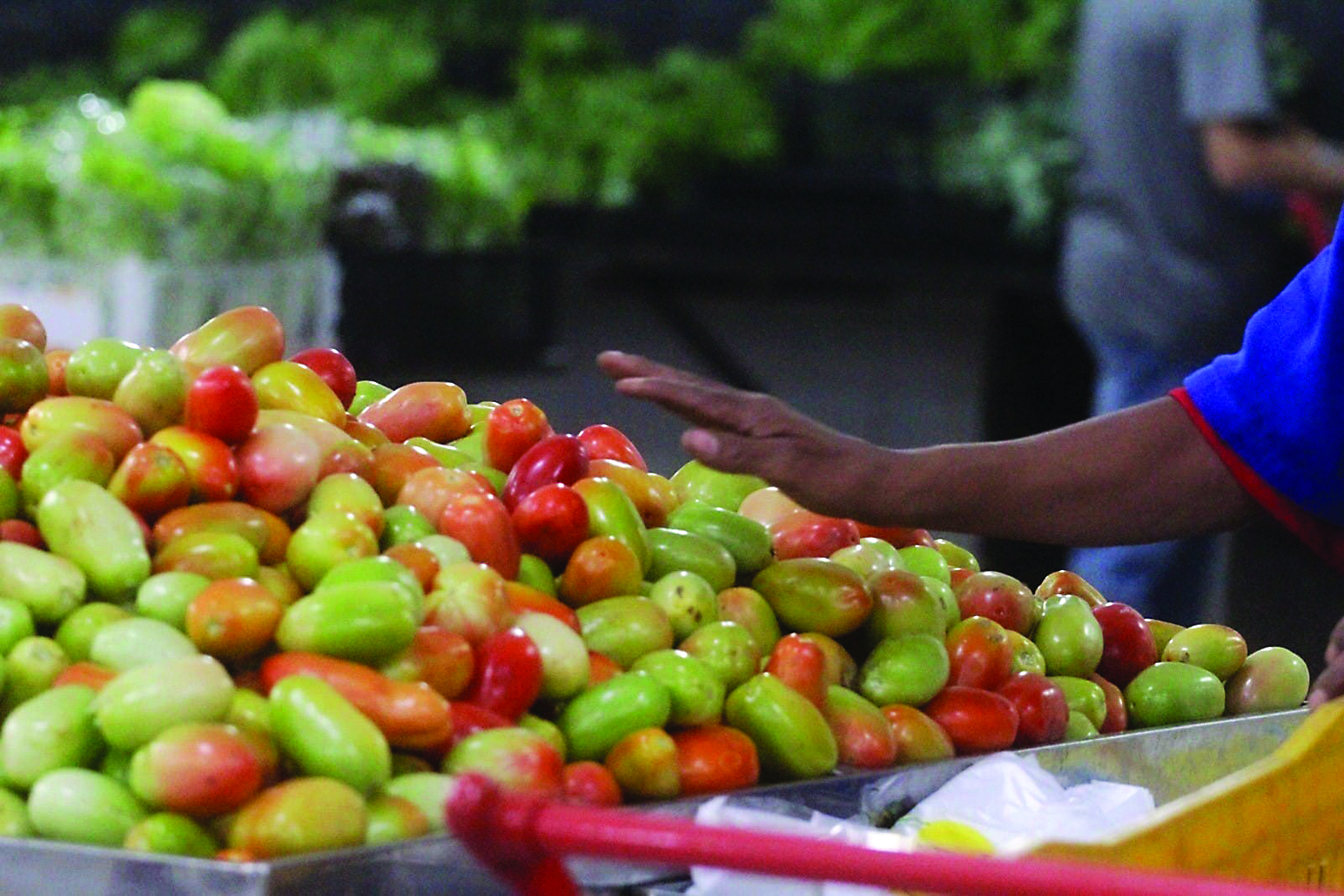 Aumento de quase 50%: quilo do tomate chega a R$ 10 em Campo Grande