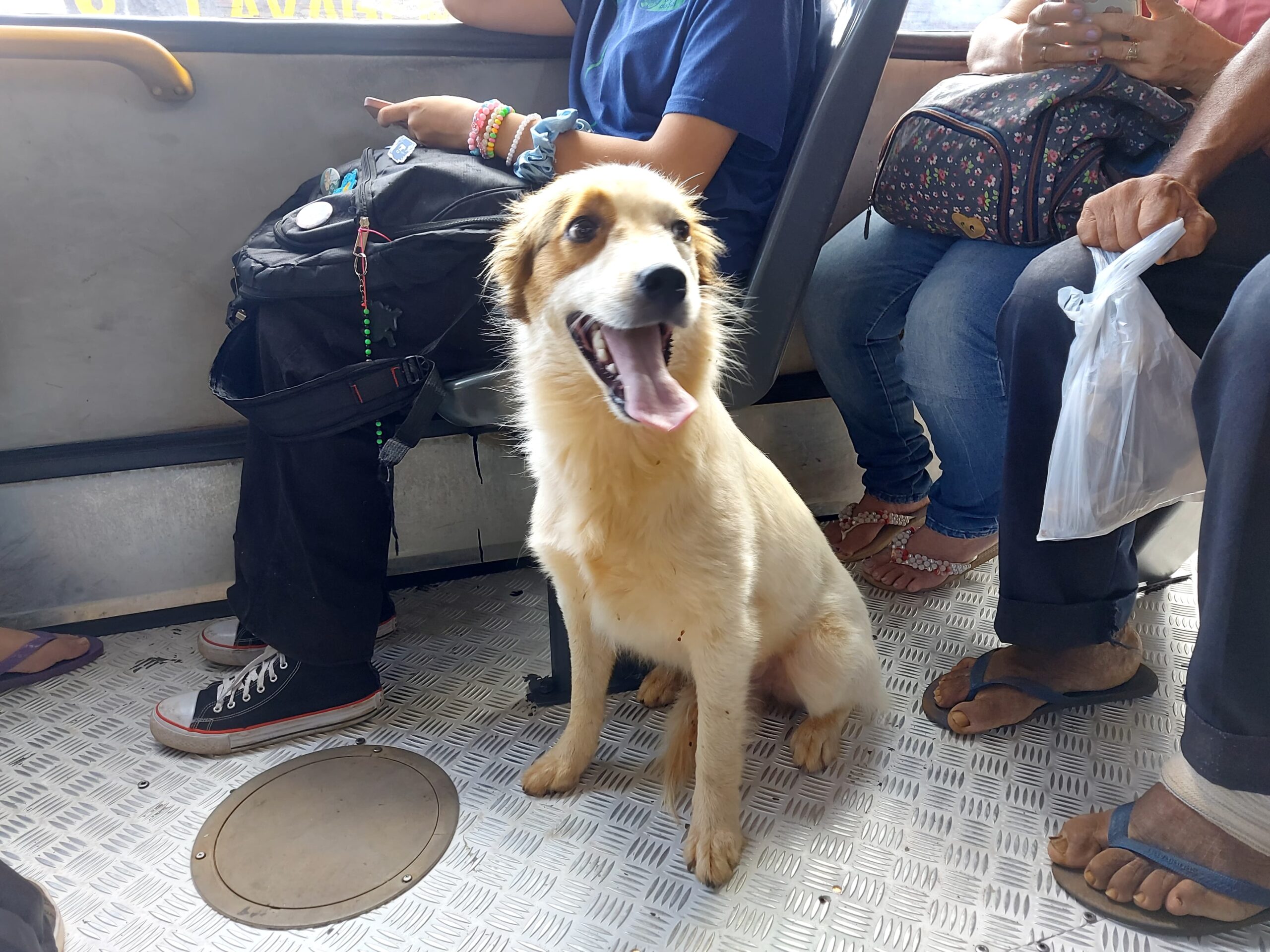 Cachorro sem identificação sobe em ônibus no Portal Caiobá e surpreende passageiros