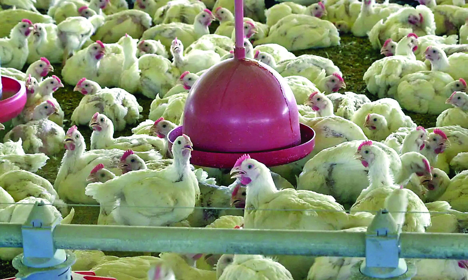 7º maior exportador de frango do país, MS aumenta vigilância após gripe aviária