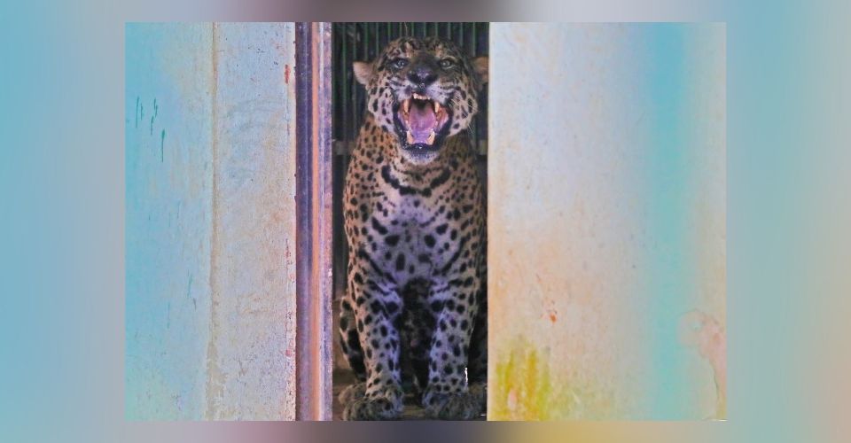 Onça suspeita de ataque no Pantanal apresenta melhora e será transferida nos próximos dias