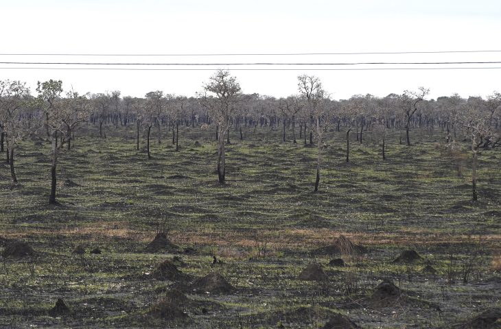 Área queimada no Pantanal cai mais de 90% no 1º semestre de 2025, mas risco de incêndios segue alto no Estado