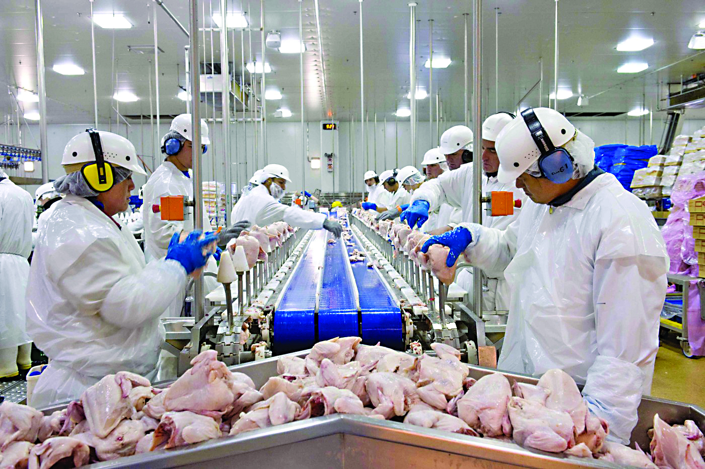 Maior compradora de frango de MS ainda resiste retomar exportações