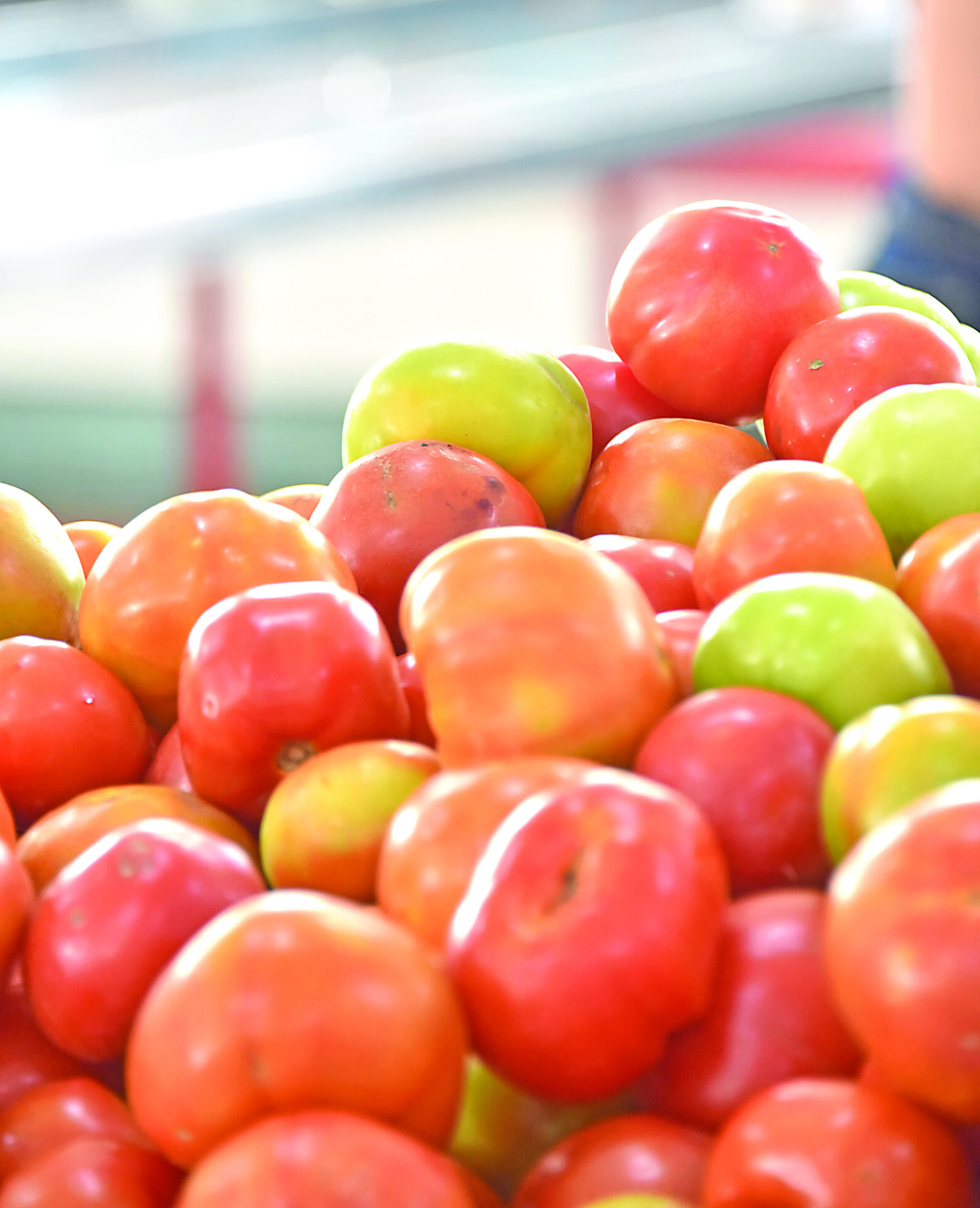 Queda: Preço do tomate deixa o produto 128% mais barato nesta semana