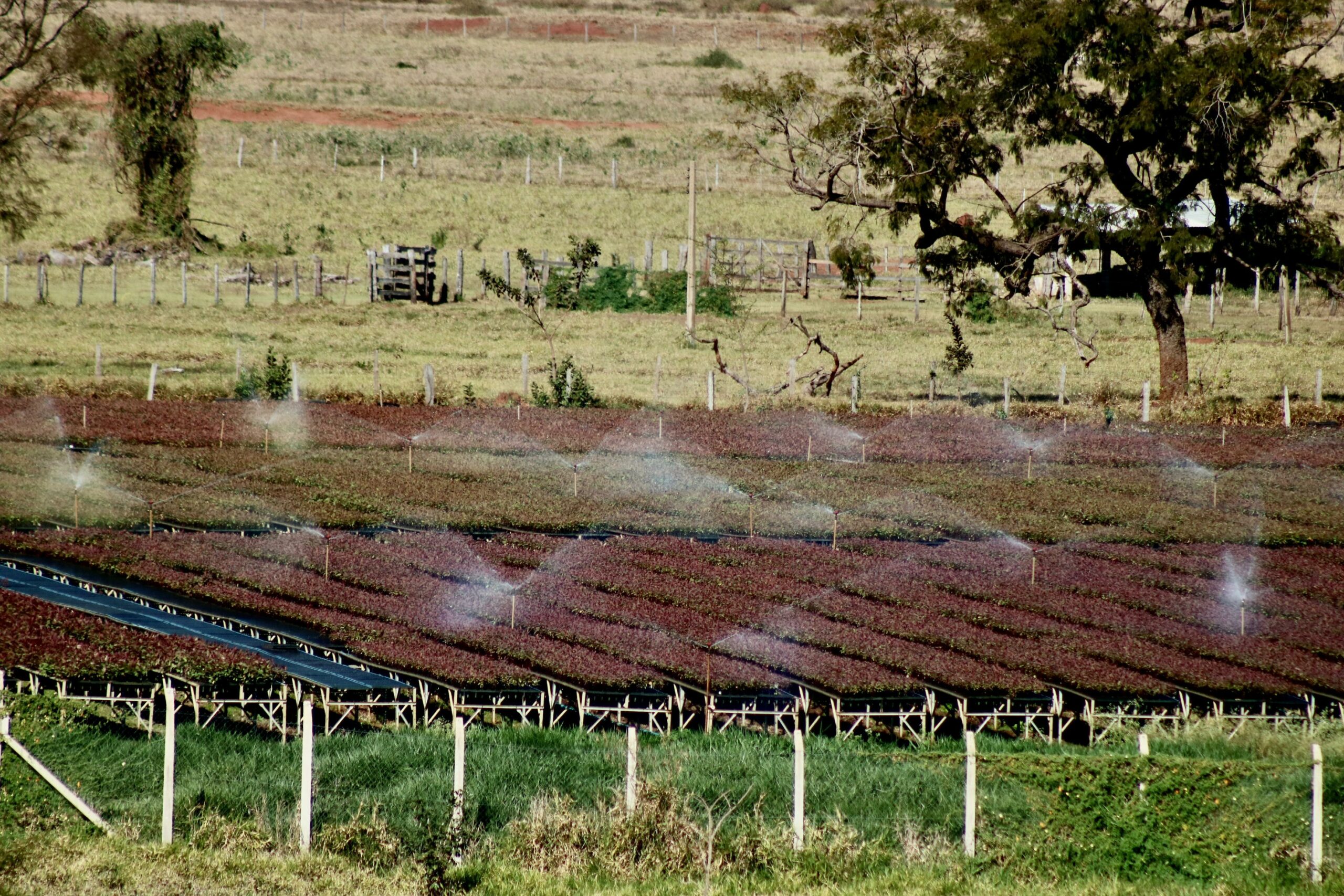 Fábrica de celulose faz futuro, reposiciona município e abre horizonte de desenvolvimento