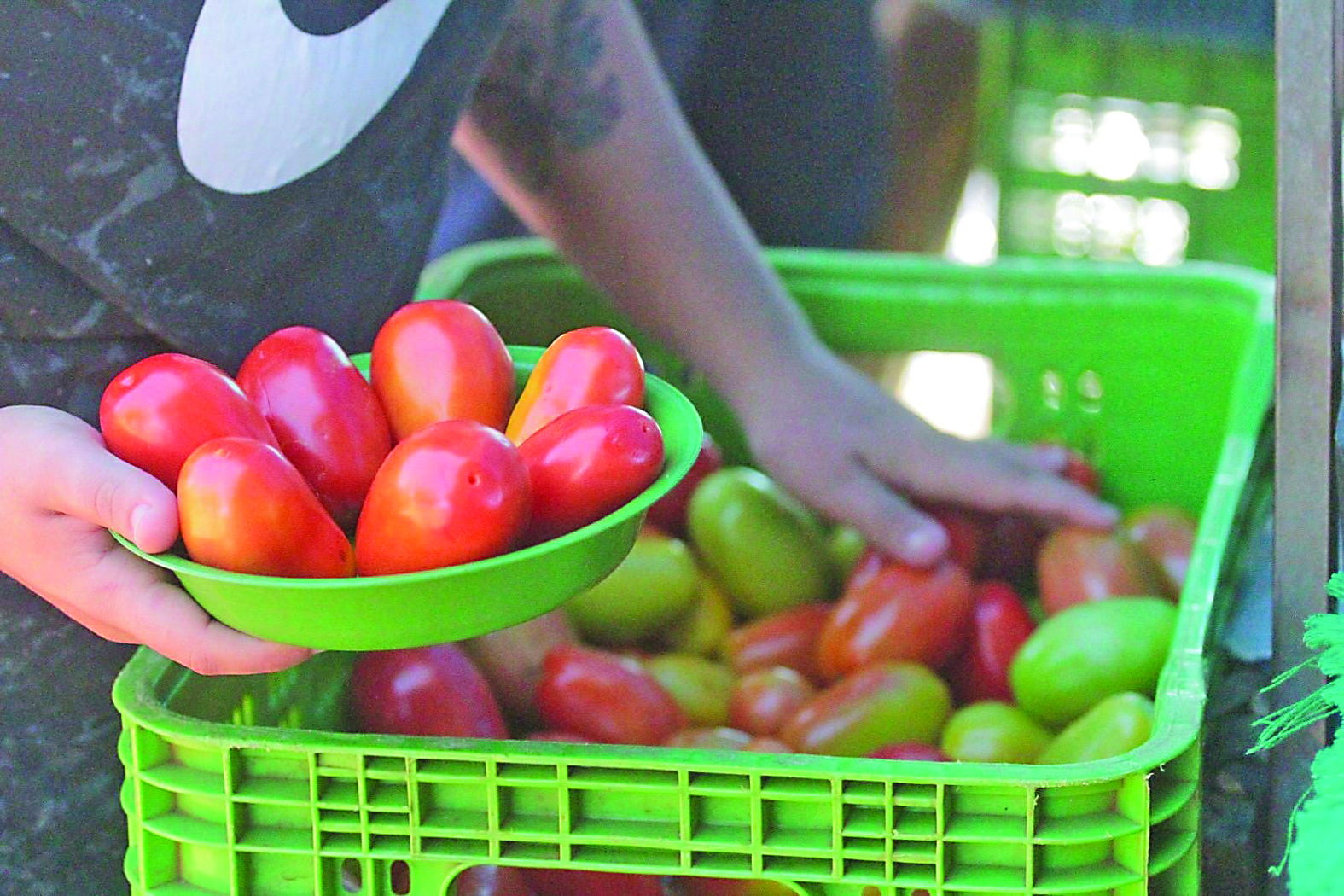 Diferença no preço do tomate chega a 117% e cesta básica segue com grandes variações