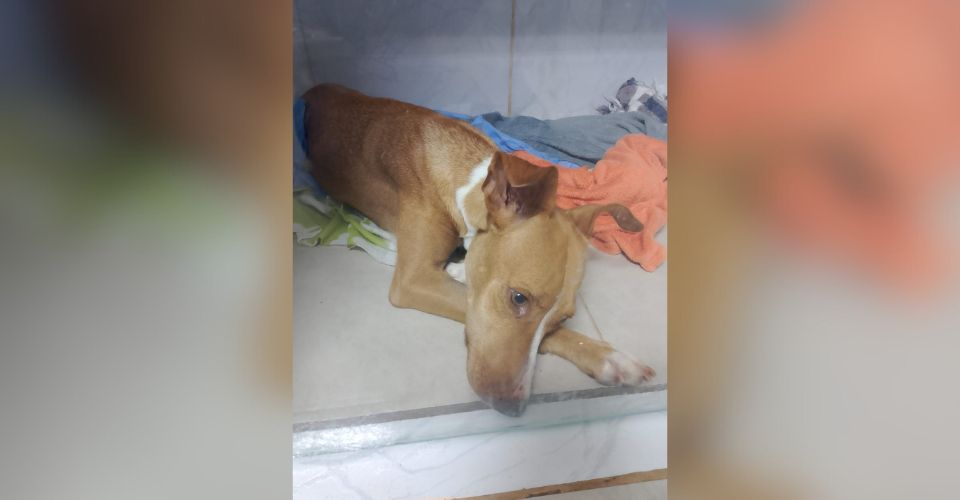 Pandora luta pela vida e precisa de ajuda para cuidar dos nove filhotes em Campo Grande