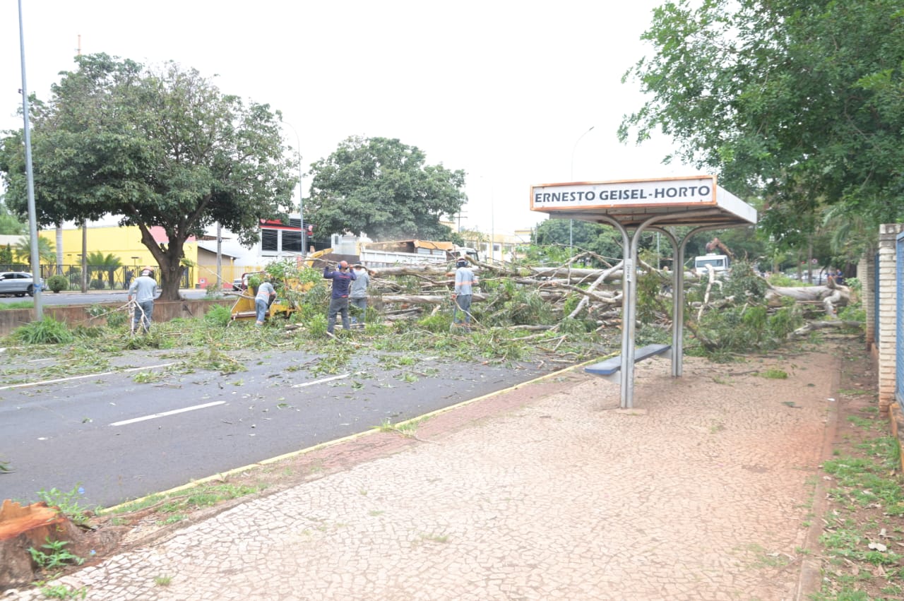 Atenção, motoristas! Trecho da Av. Ernesto Geisel está interditado para remoção de árvores do Horto Florestal