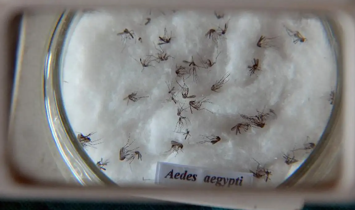 Pesquisa do Butantan padroniza nomenclatura de vírus da dengue