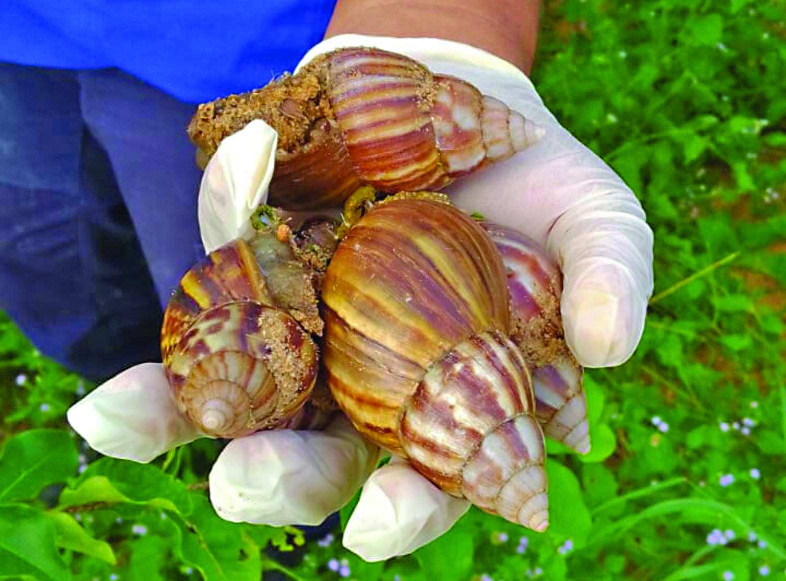 Chuva causa infestação de caramujo africano em bairros da Capital
