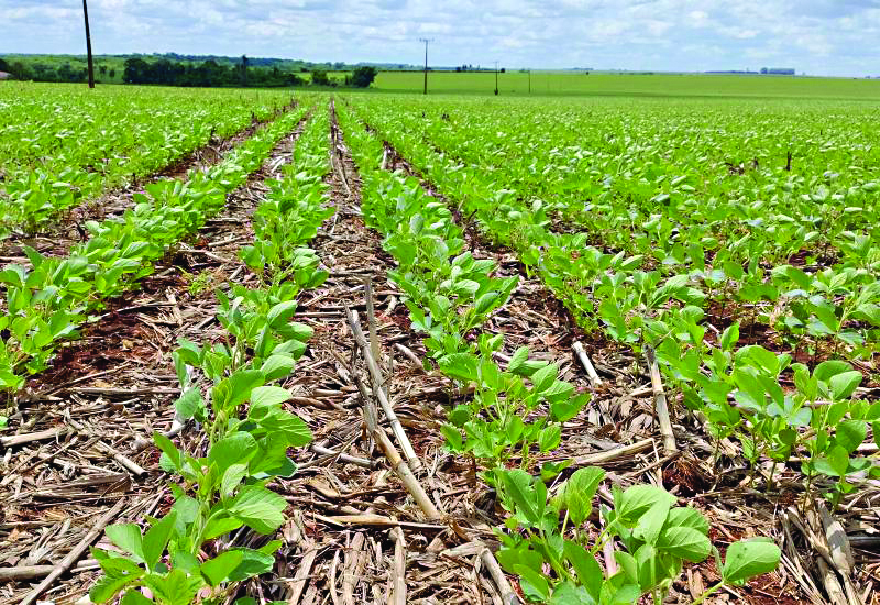 Em ritmo acelerado, MS já tem plantado 4,4 milhões de hectares de soja