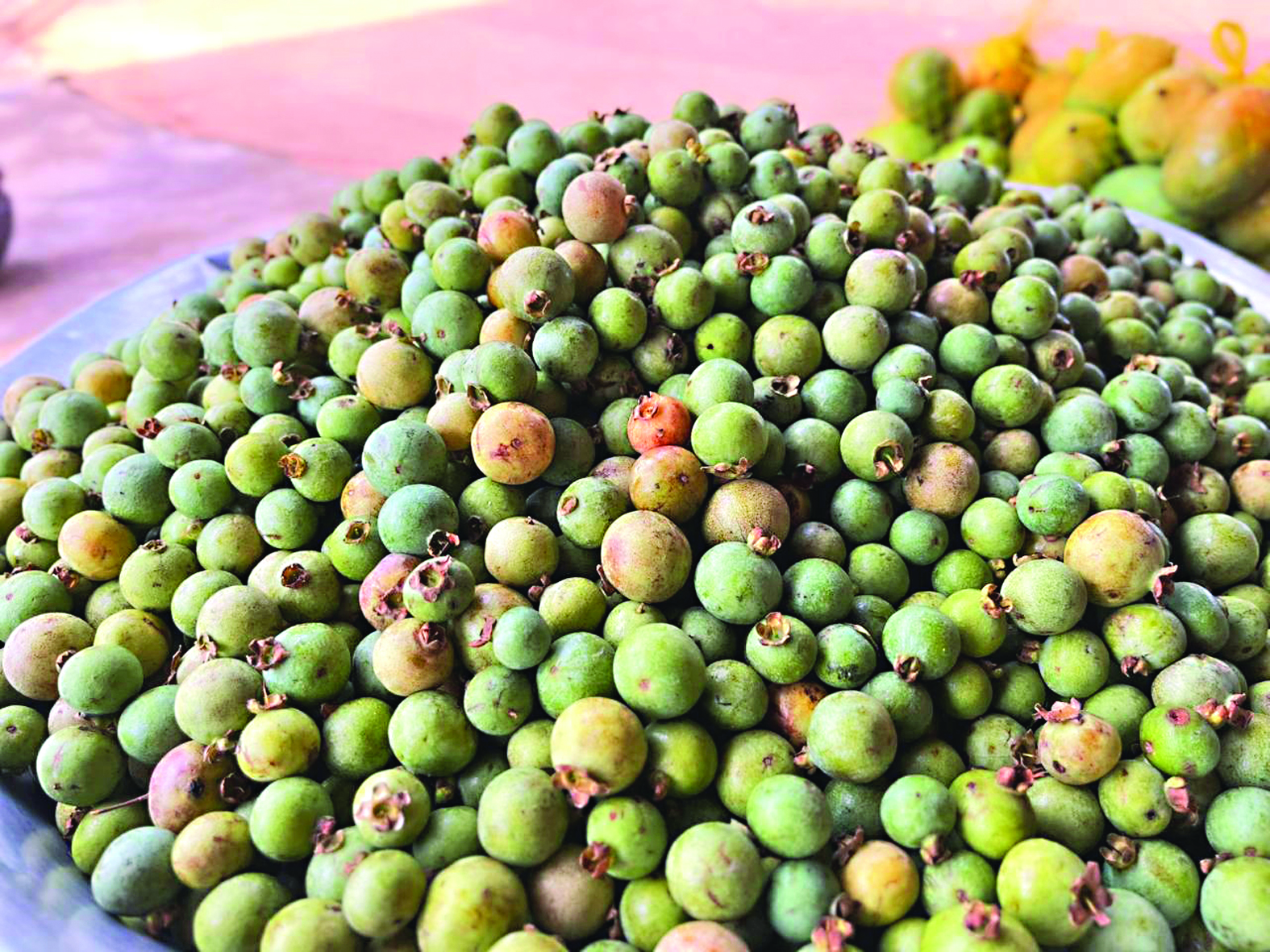 Símbolo do Estado, guavira é fruta com grande potencial produtivo
