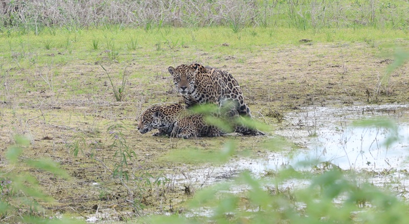 Dia Internacional da Onça-Pintada alerta para ameaças à espécie no Pantanal e reforça ações de conservação