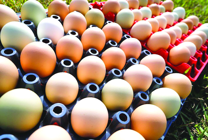 Com baixa procura nos mercados, dúzia do ovo chega a R$ 6,99 na Capital