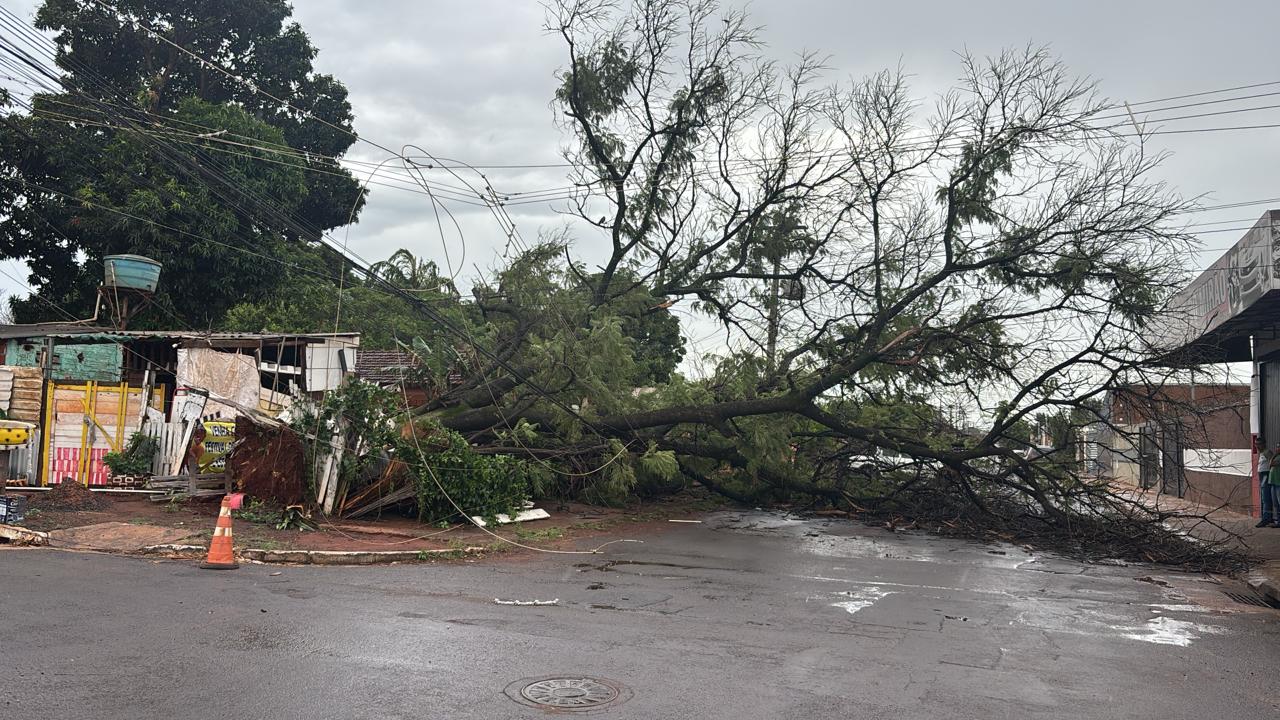 Após temporal, equipes atuam para limpar estragos e restabelecer a energia em Campo Grande