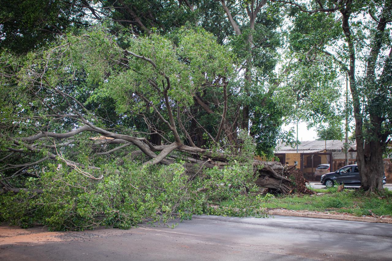 Árvore cai durante chuva na Avenida Gunter Hans e deixa trânsito lento em Campo Grande