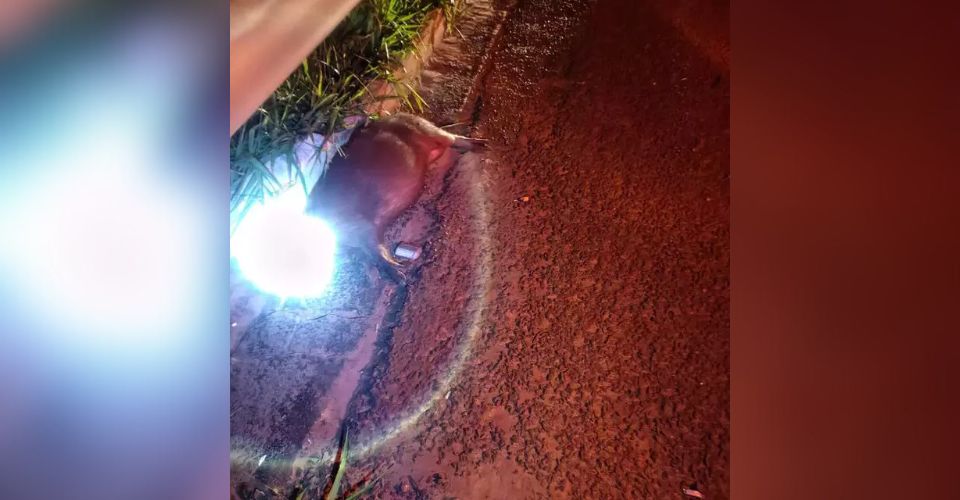 Motociclista morre após atingir capivara e ser atropelada por caminhão na BR-262, em Campo Grande