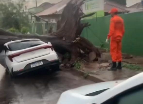 Chuva derruba árvore em cima de carro no Monte Castelo em Campo Grande