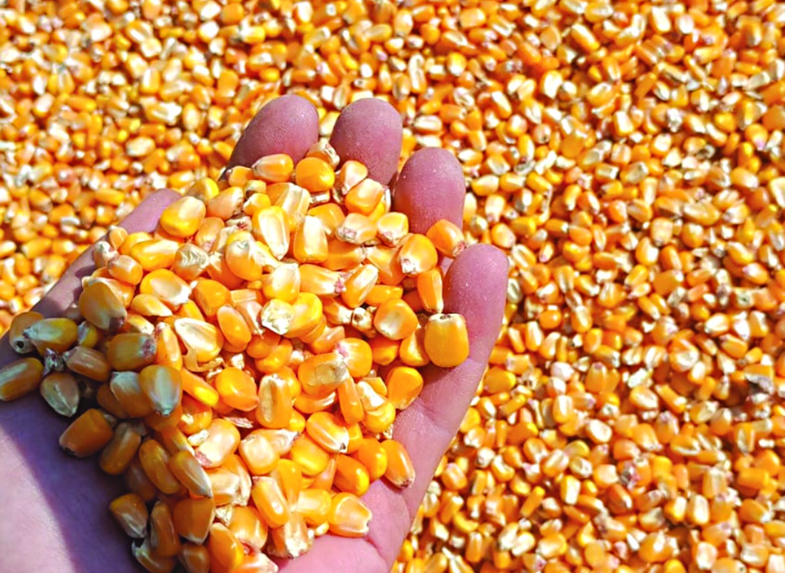 Em ano de recorde no agro, Mato Grosso do Sul encerra 2025 em 7° no ranking dos estados no VBP