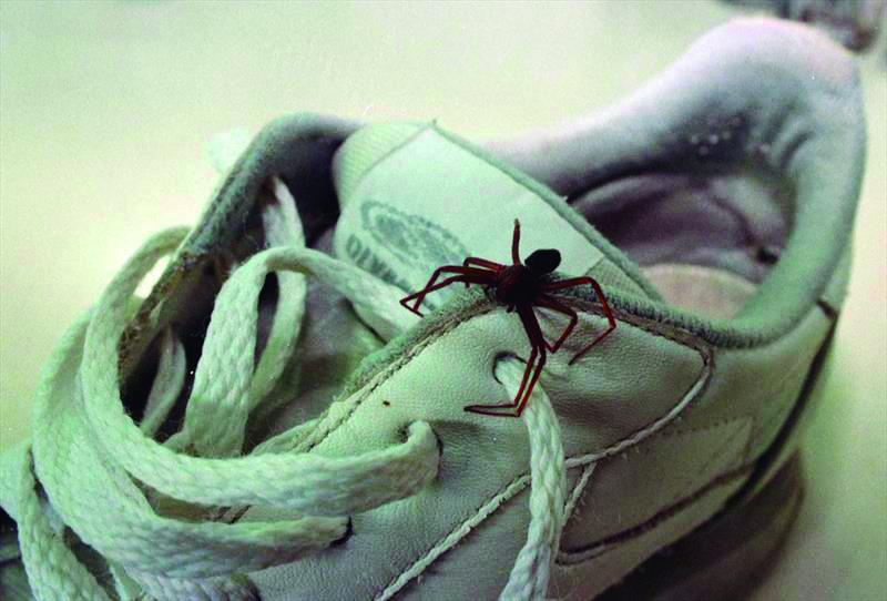 Além dos escorpiões, conheça outros animais peçonhentos que acendem alerta para a saúde em MS