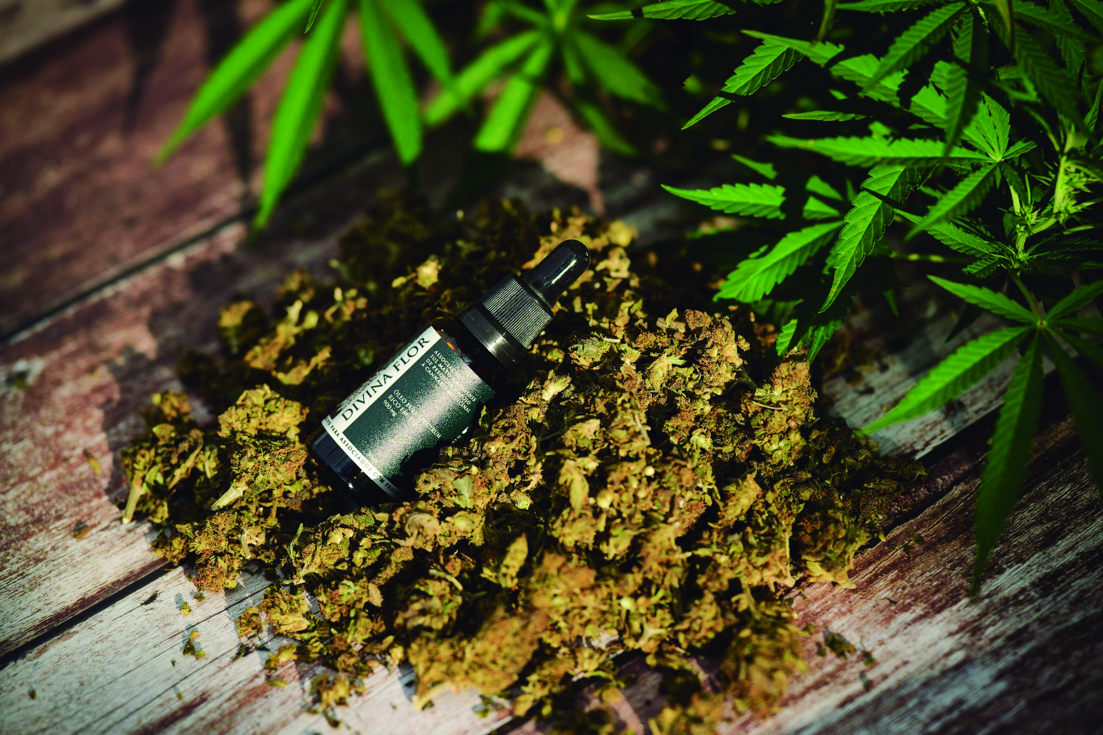 Anvisa atualiza regras da cannabis medicinal e avança na regulação do uso terapêutico da planta