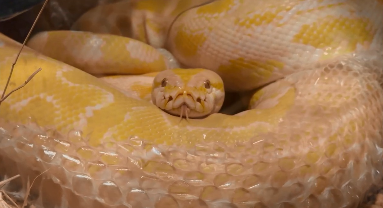 Vídeo mostra troca de pele de Capitu, píton albina do Bioparque Pantanal