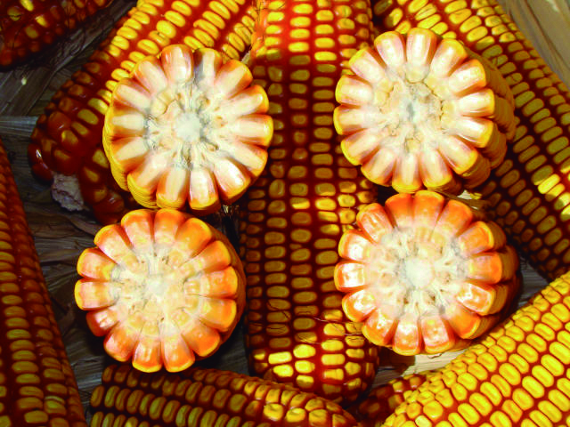 Cerca de 8 milhões exportados, MS se posiciona como o 5º maior exportador de soja e milho