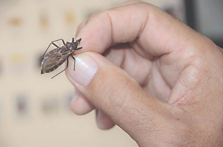 Campo Grande e MS reforçam vigilância após surto de doença de Chagas no Pará