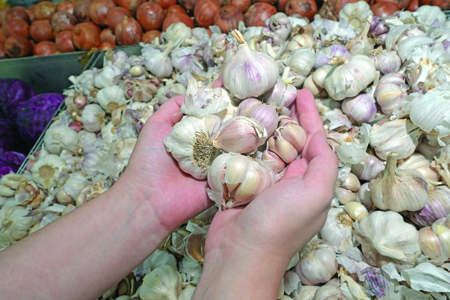 Preço do alho lidera alta e cesta básica tem variação de até 76,92% na Capital