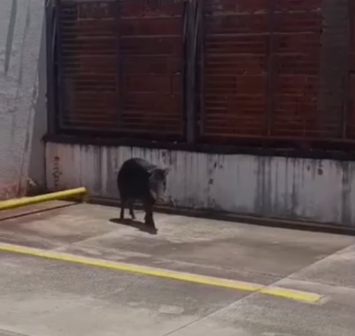 Queixada é resgatada em estacionamento de empresa na região do Royal Park, em Campo Grande