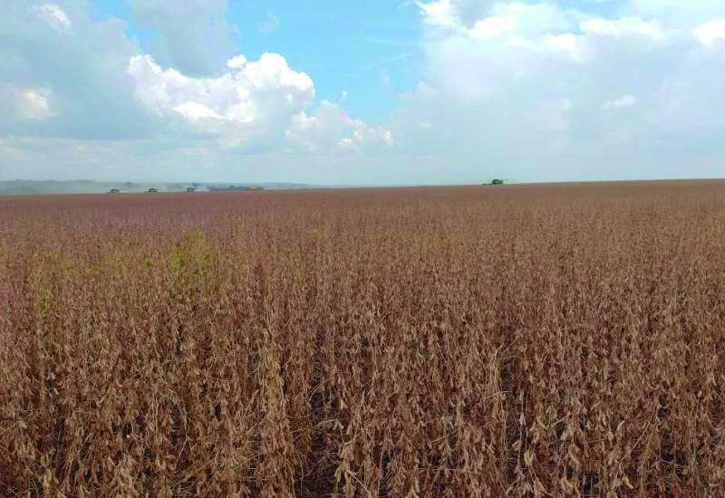 Região Sul lidera colheita da soja em Mato Grosso do Sul