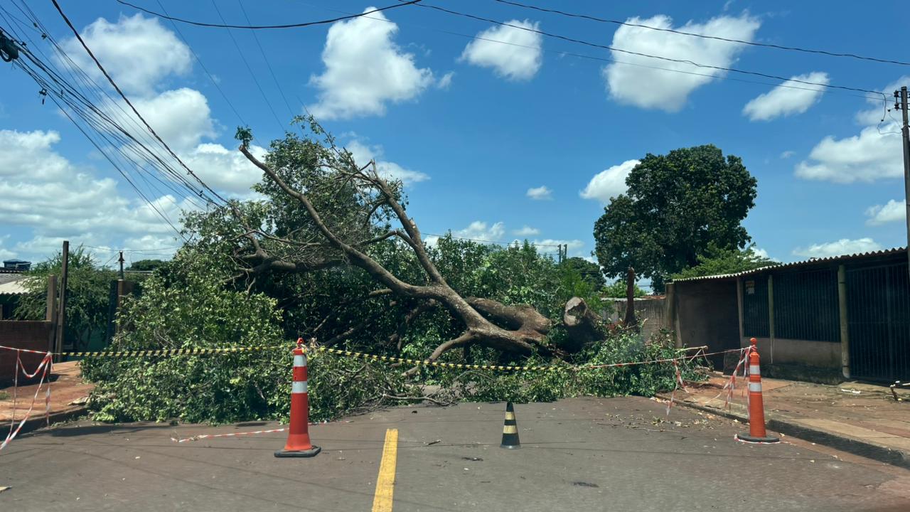 Árvore cai e bloqueia Rua Maria Isabel Couto Pontes, deixando bairro Nossa Senhora das Graças sem energia