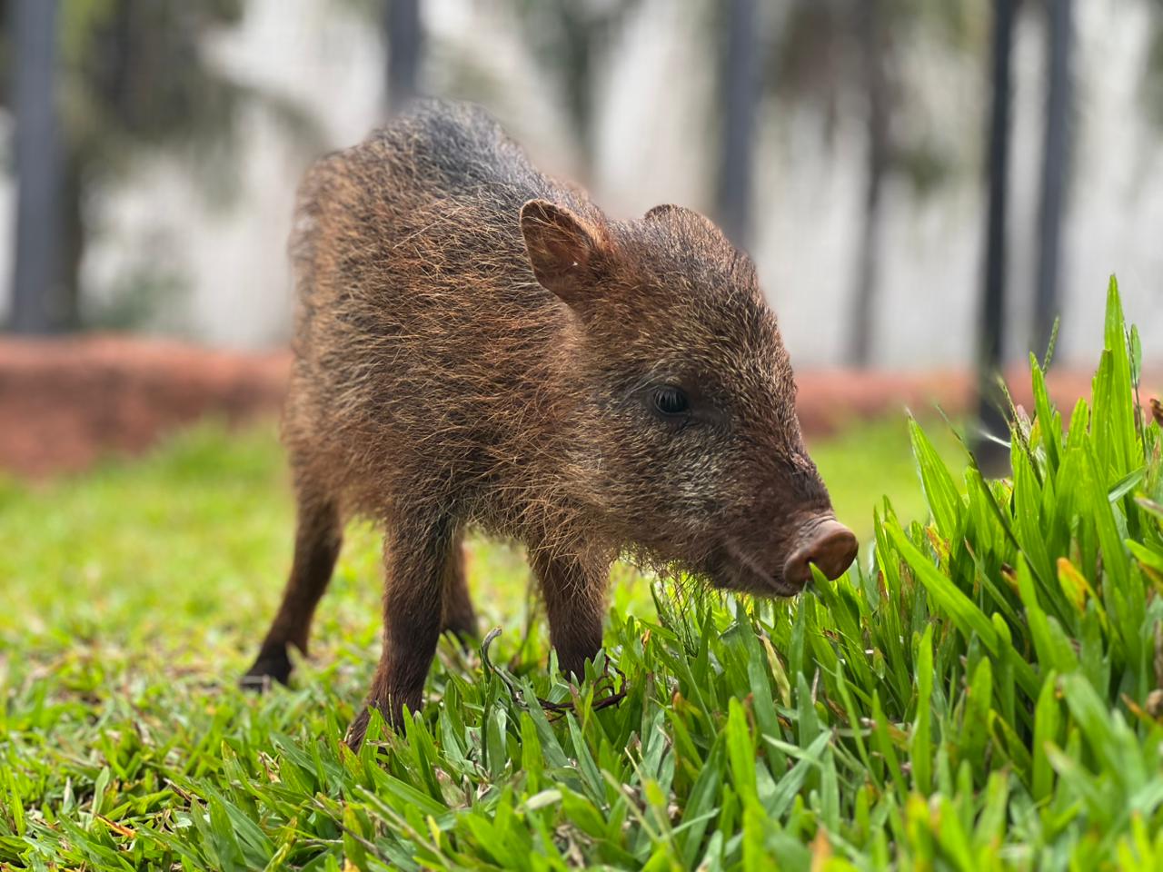 Bioparque Pantanal recebe Flora, cateto que não pode voltar à natureza