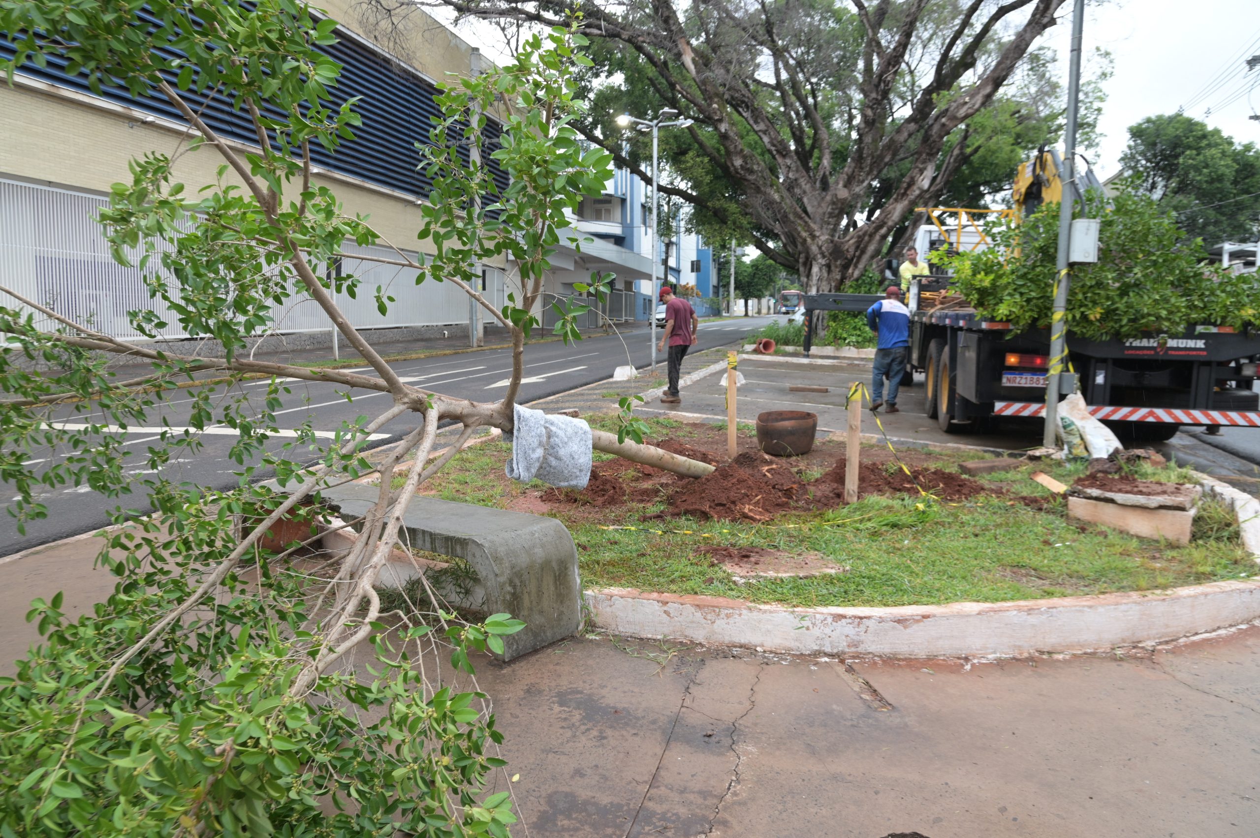 Mudas de figueiras centenárias são plantadas na Avenida Mato Grosso