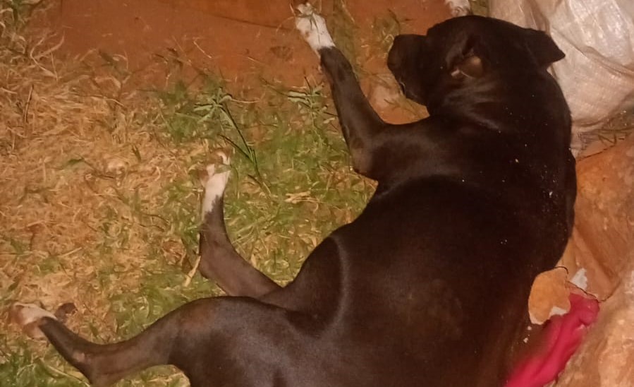 Prenha e indefesa: cadela é morta a facadas em ato de extrema crueldade em Jardim