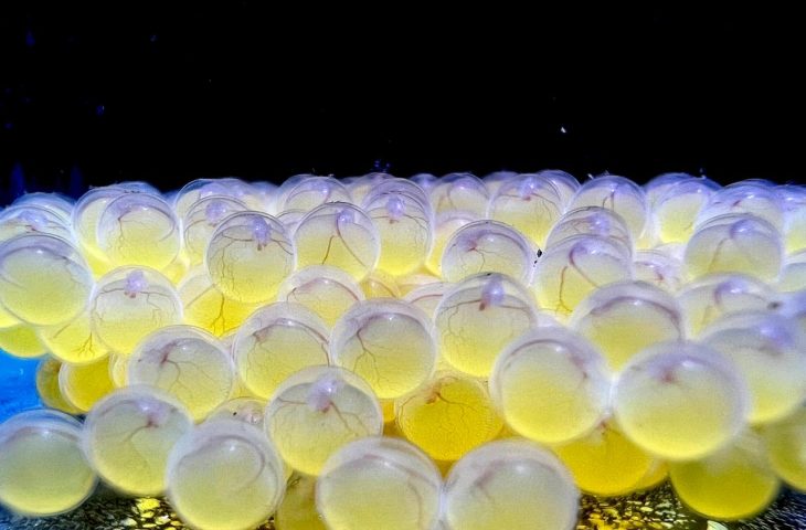 Bioparque alcança 100ª reprodução e se consolida como maior banco genético vivo de água doce do mundo