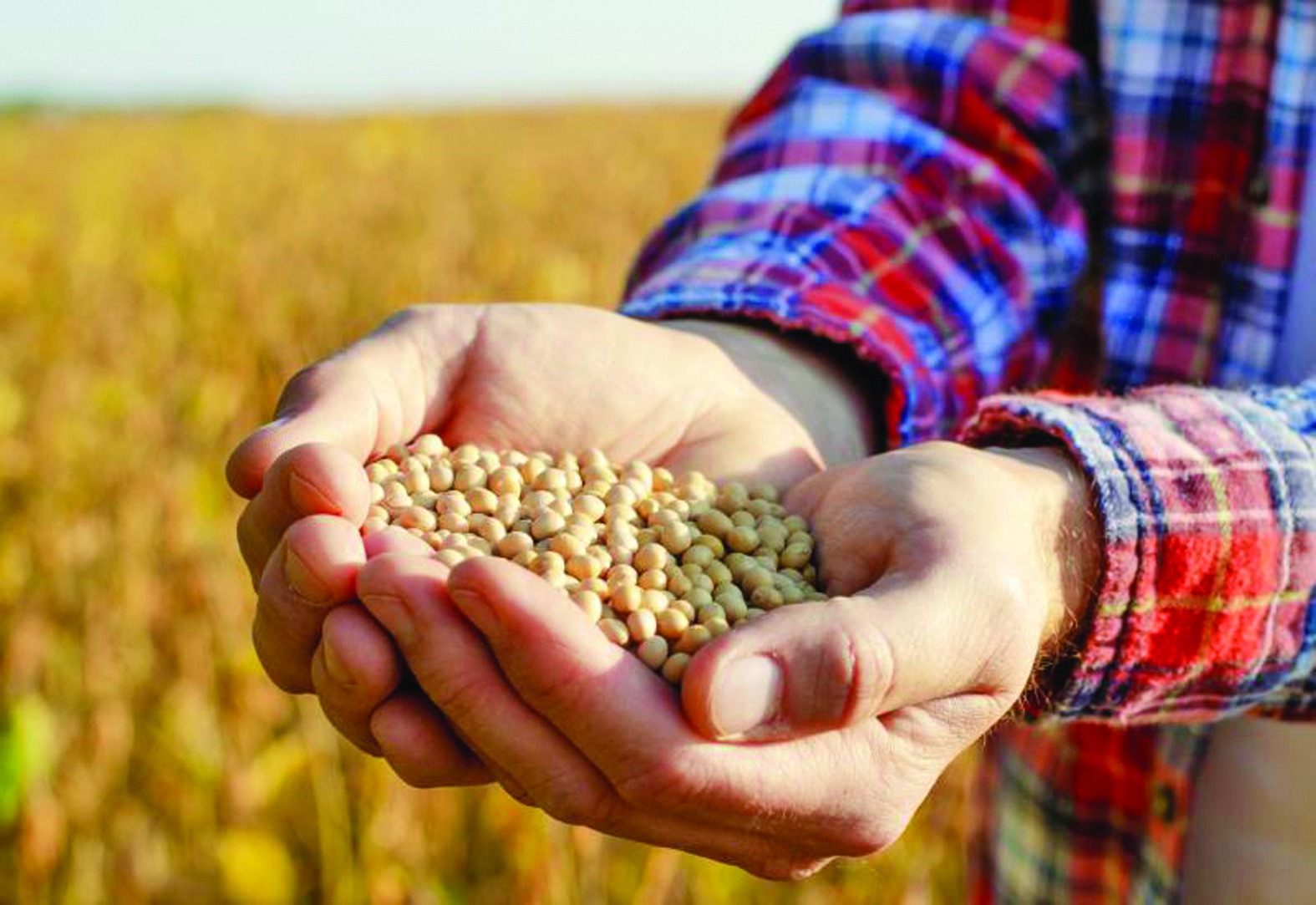 Agropecuária cresce 11,7% e reforça protagonismo de MS na economia nacional