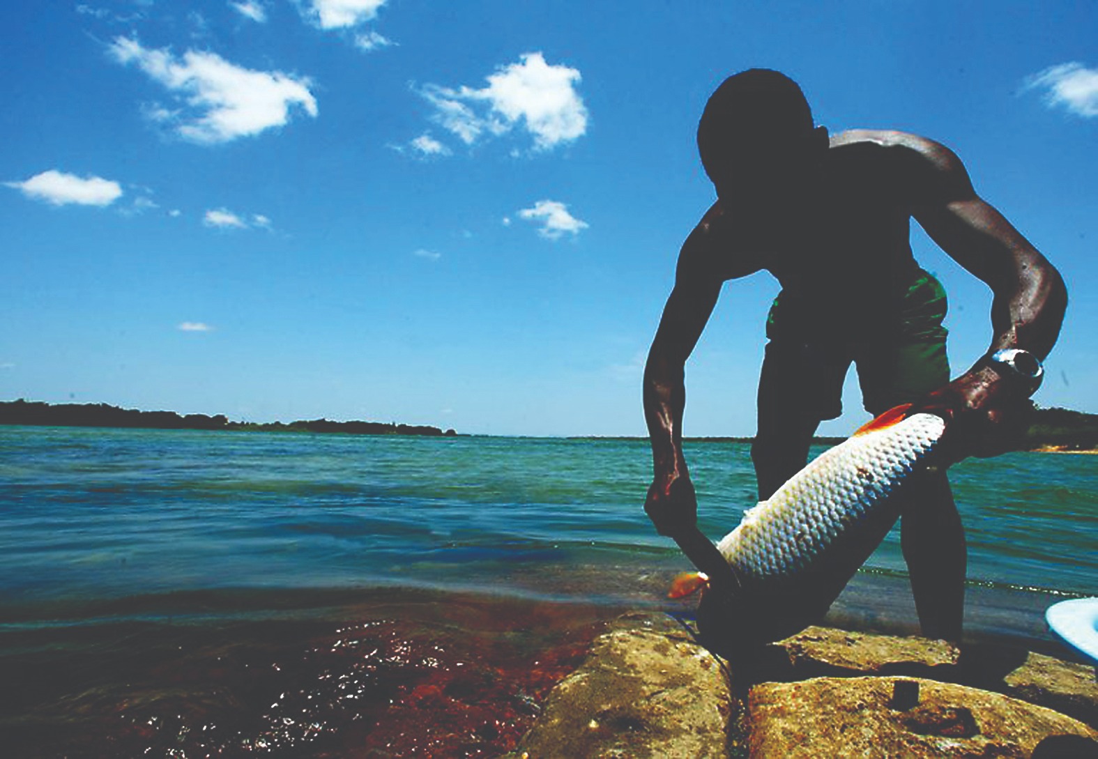 Aquicultura: no primeiro bimestre de 2026 produção de tilápia cresceu 13,4% com 3,9 mi de peixes