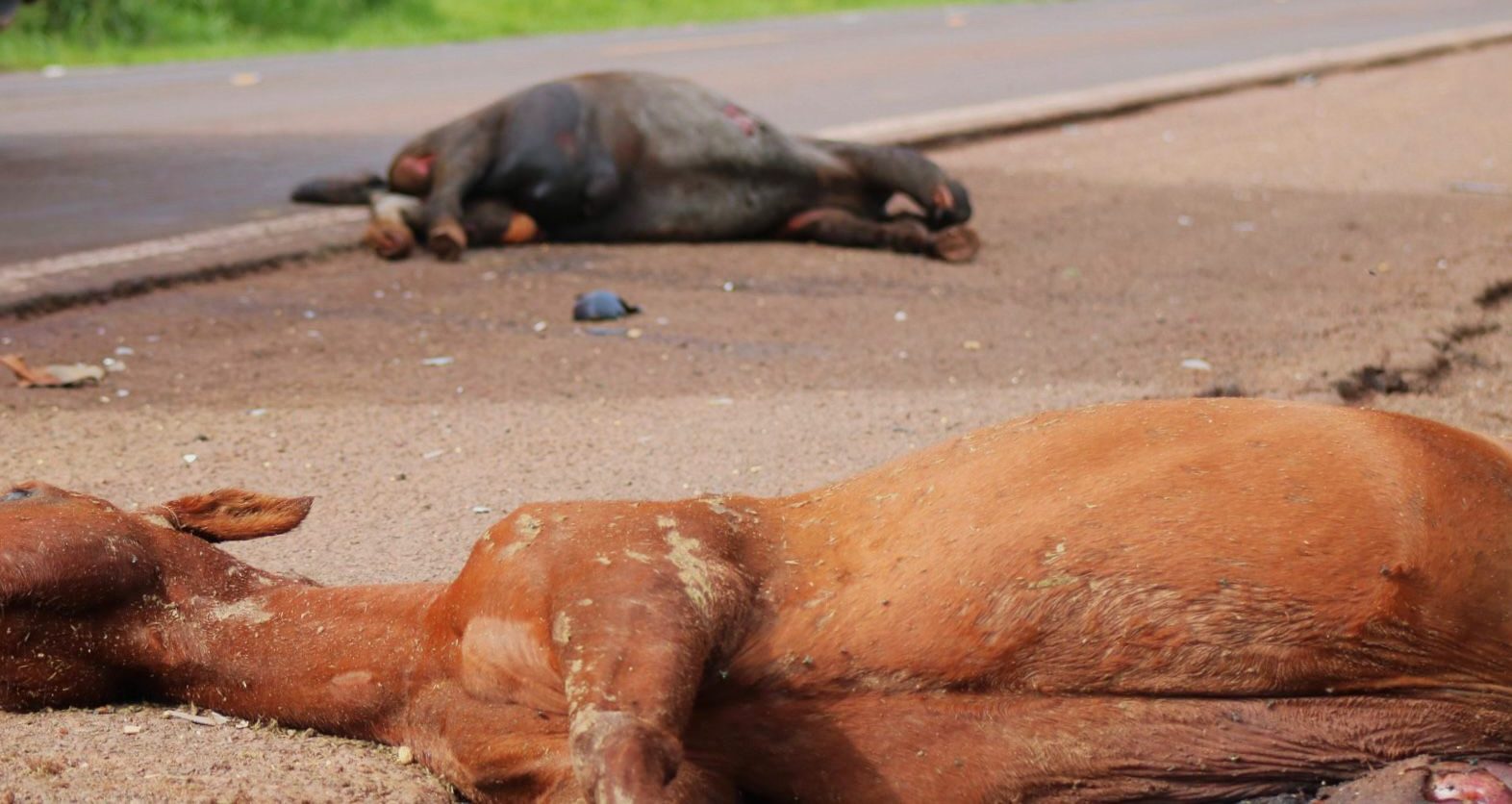 Cavalos morrem em colisões na BR-262 e moradores cobram providências