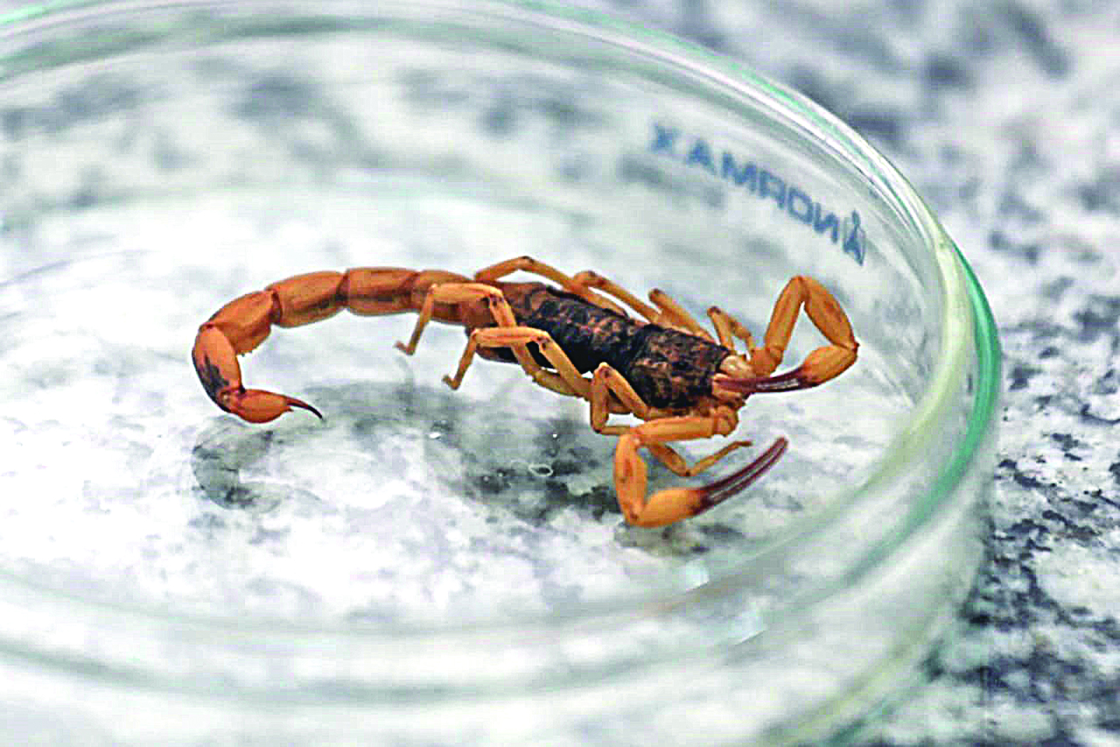 Acidentes com escorpião aumentam e SES orienta sobre gravidade dos casos e quando o soro é aplicado