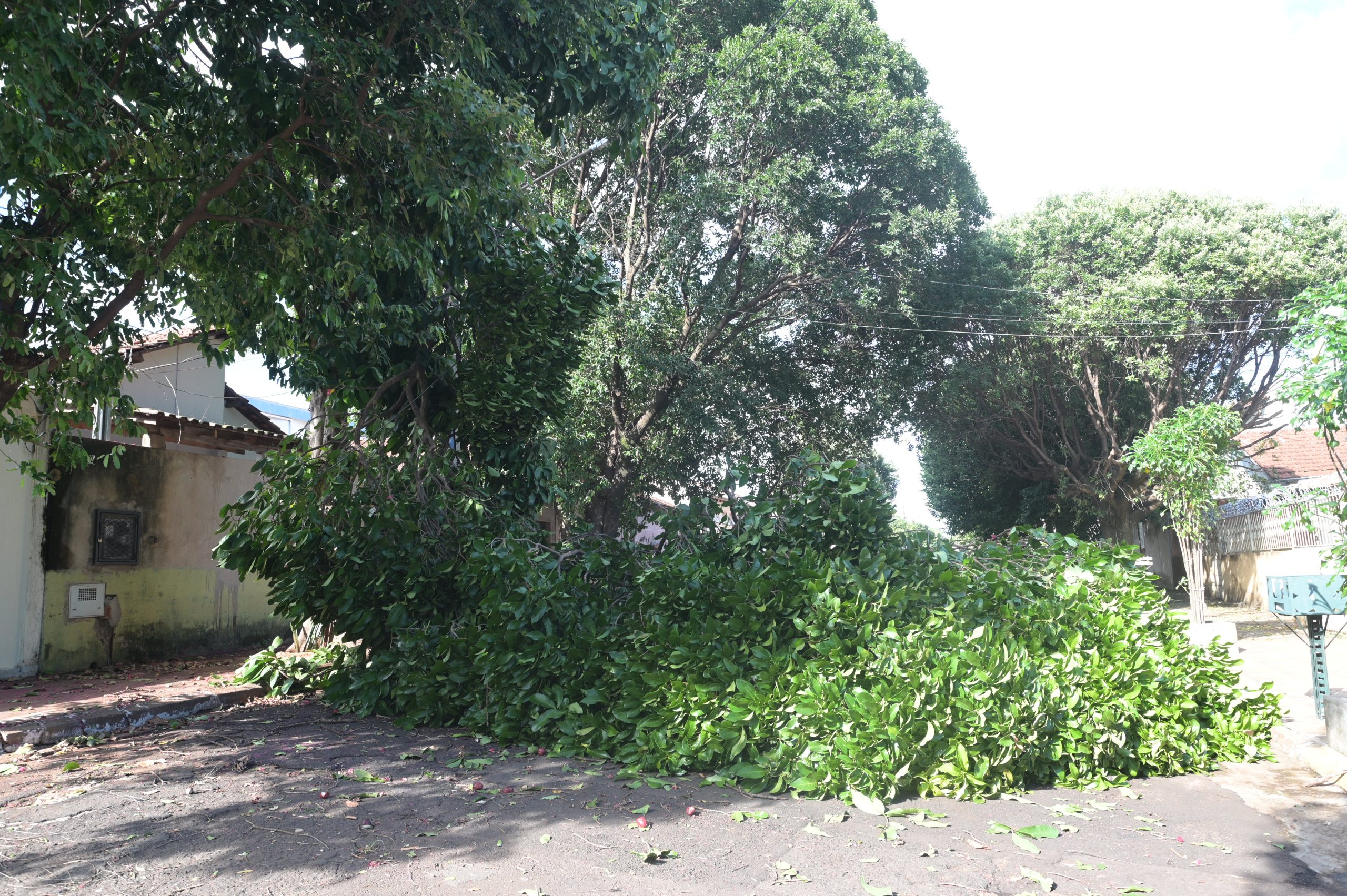 Temporal em Campo Grande: quedas de árvores bloqueiam ruas, destroem fiação e deixam rastro de prejuízos