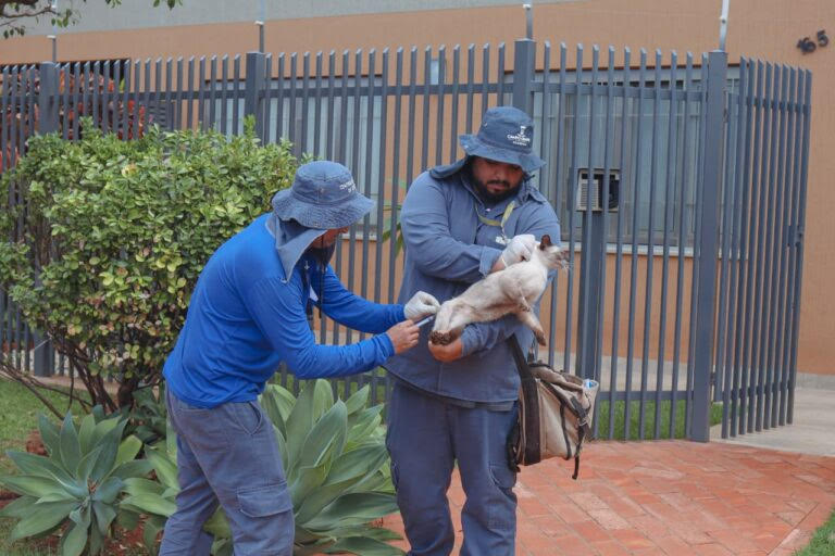 Sesau reforça vacinação contra raiva após novo caso em morcego na Capital