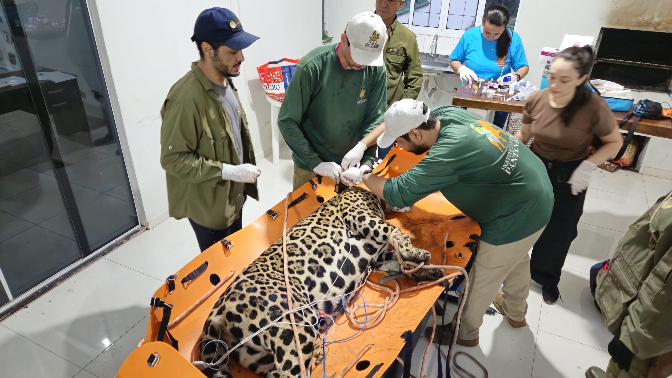 Onça-pintada capturada após ataques em Corumbá é solta e passa a ser monitorada na Serra do Amolar