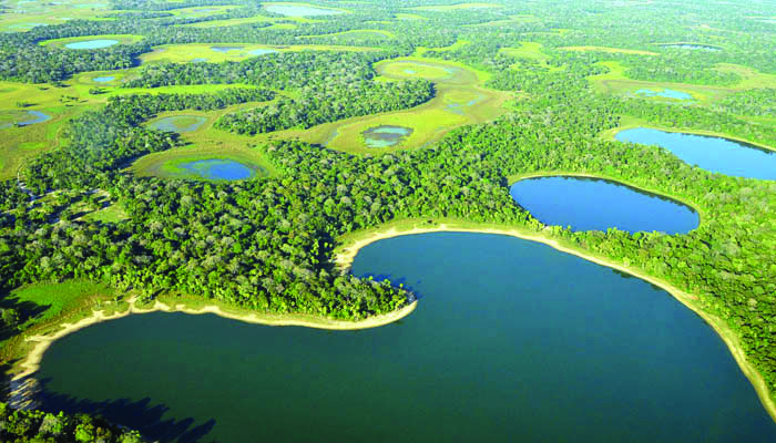 Pantanal tem maior queda no desmatamento do País, mas MS lidera área degradada com autorização ambiental