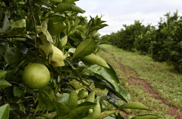 Mato Grosso do Sul atualiza cenários na maior feira de citricultura da América Latina