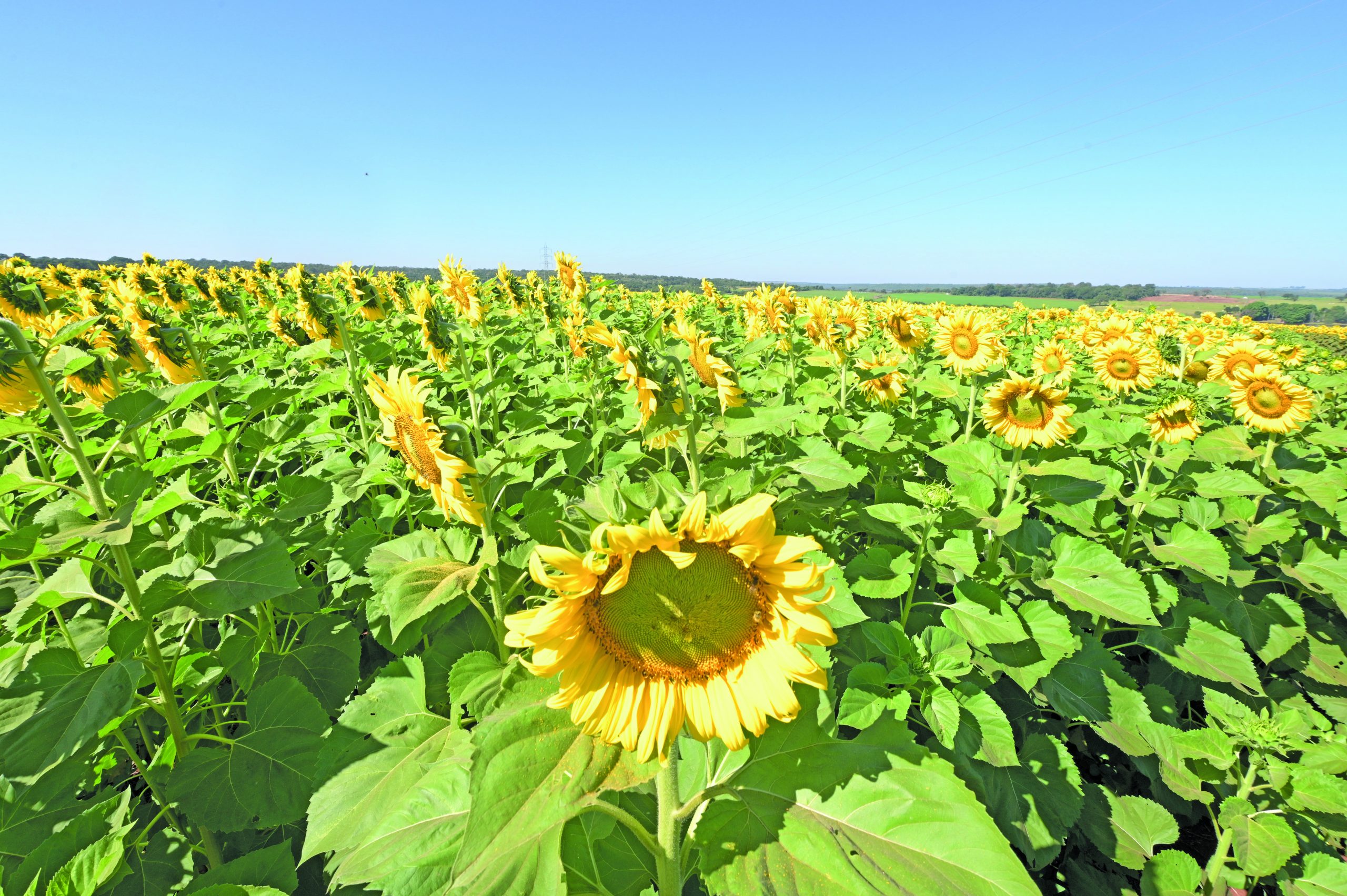 Campo de girassóis transforma paisagem e atrai visitantes de outros estados em Terenos
