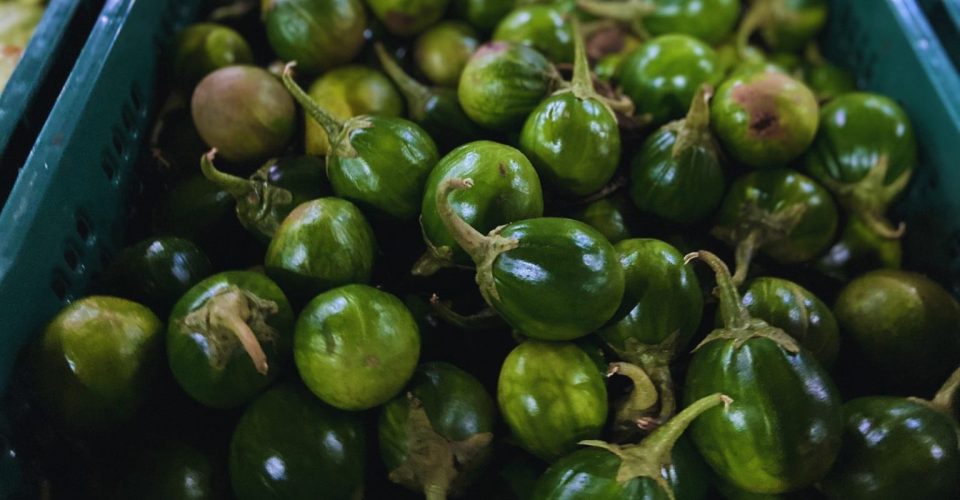 Foto: Divulgação/Ceasa-MS